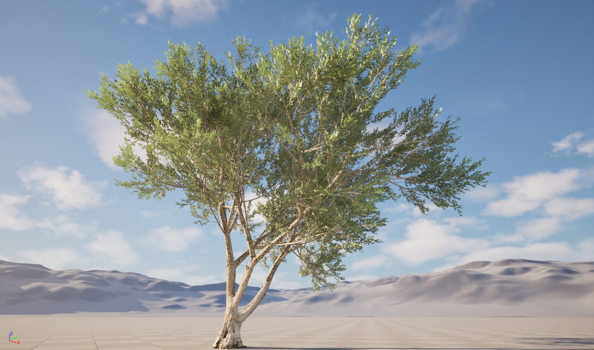 Scanned Olea Europaea Common Olive 13 Highpoly Lowpoly 3D Model