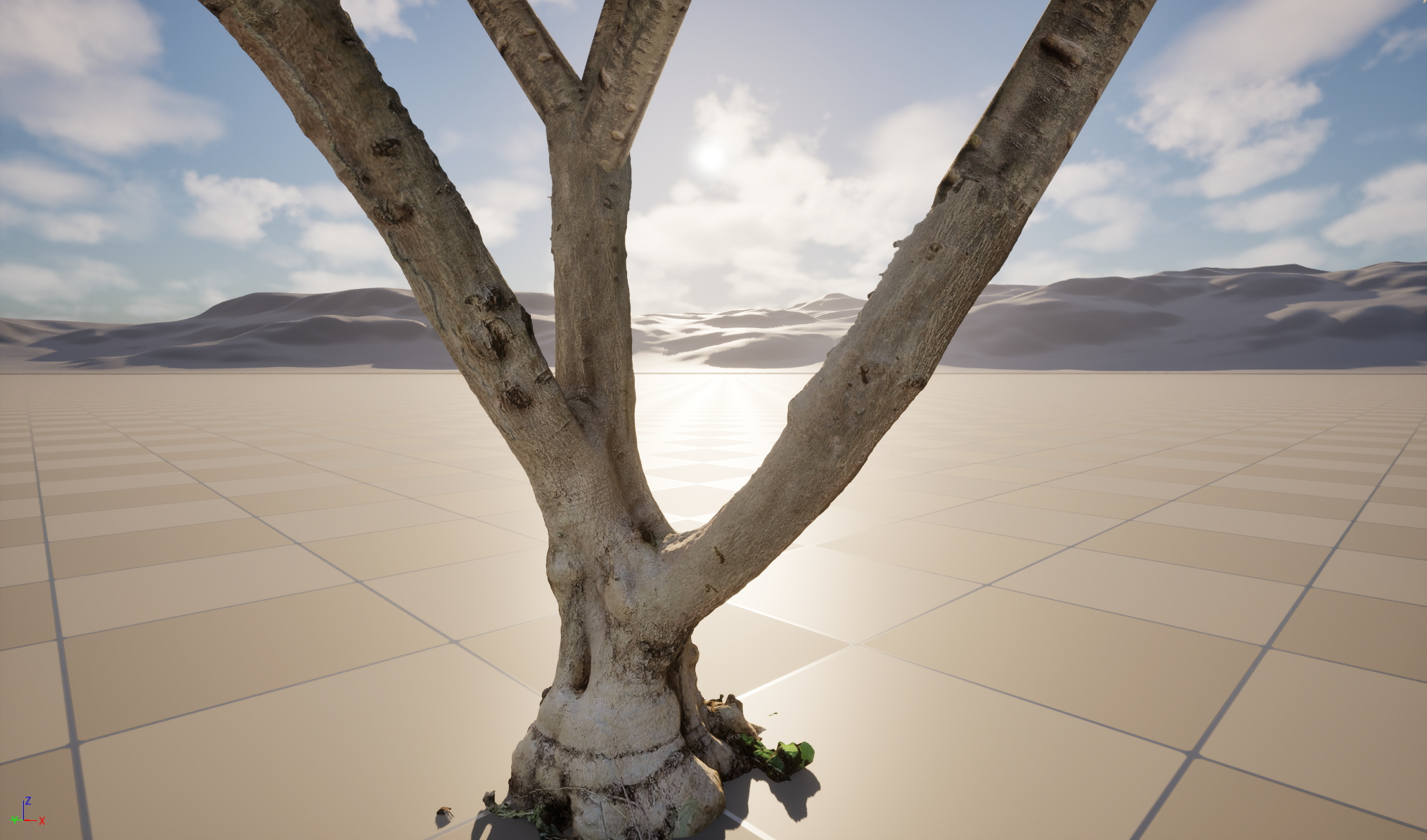 Scanned Olea Europaea Common Olive 13 Highpoly Lowpoly 3D Model