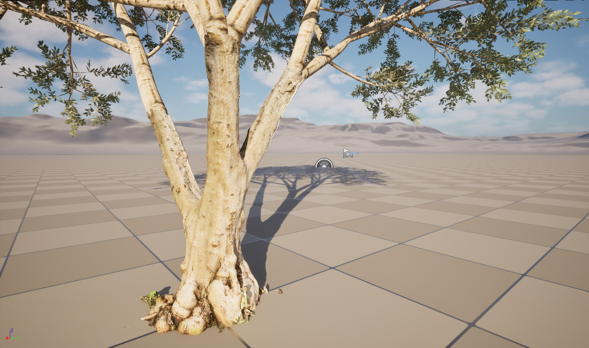 Scanned Olea Europaea Common Olive 13 Highpoly Lowpoly 3D Model