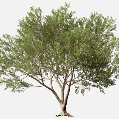 Scanned Olea Europaea Common Olive 13 Highpoly Lowpoly