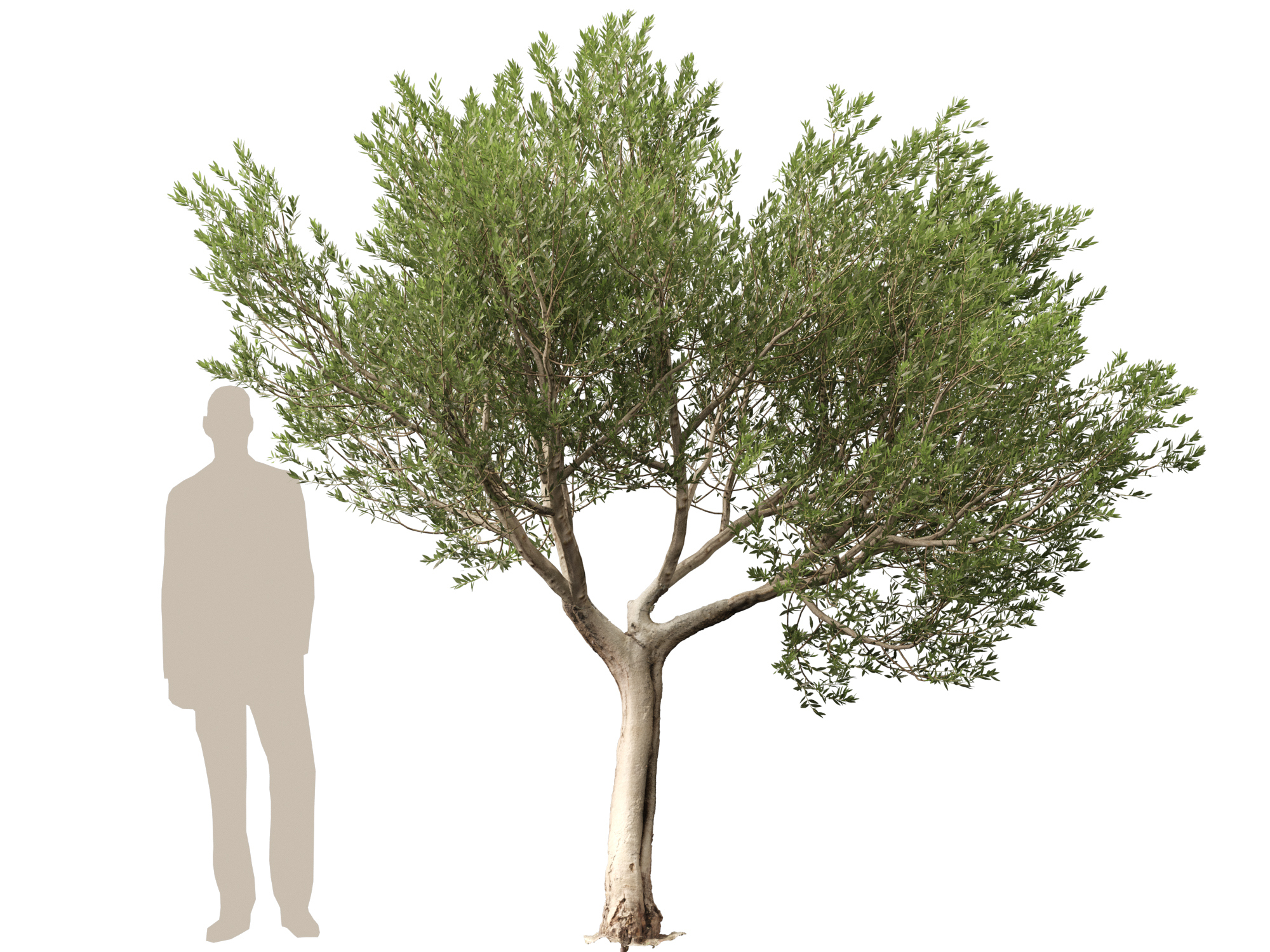 Scanned Olea europaea Common Olive 14 Highpoly Lowpoly 3D Model