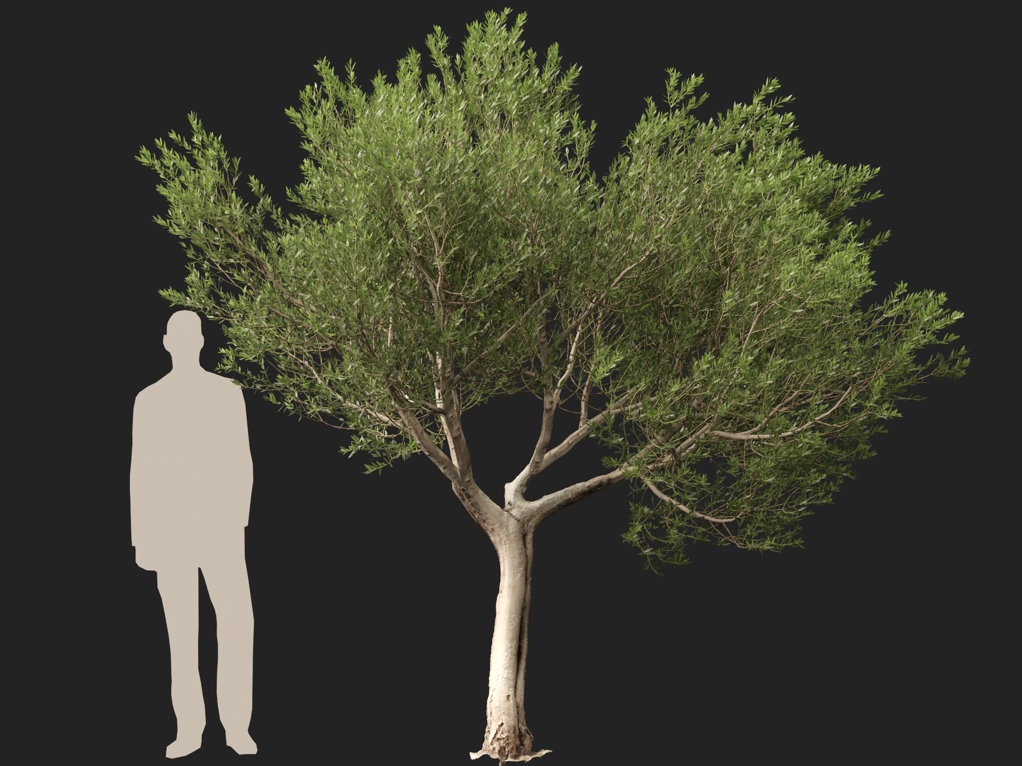 Scanned Olea europaea Common Olive 14 Highpoly Lowpoly 3D Model