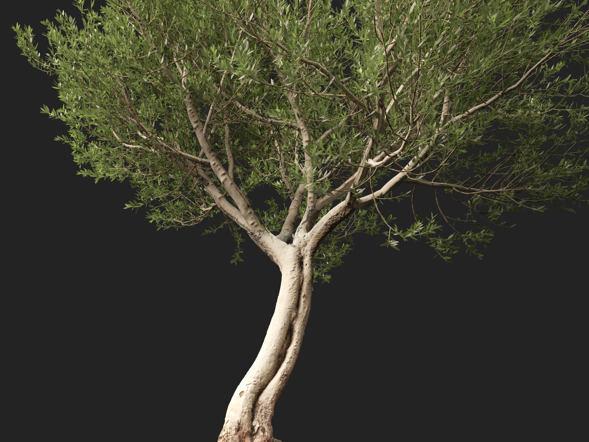 Scanned Olea europaea Common Olive 14 Highpoly Lowpoly 3D Model