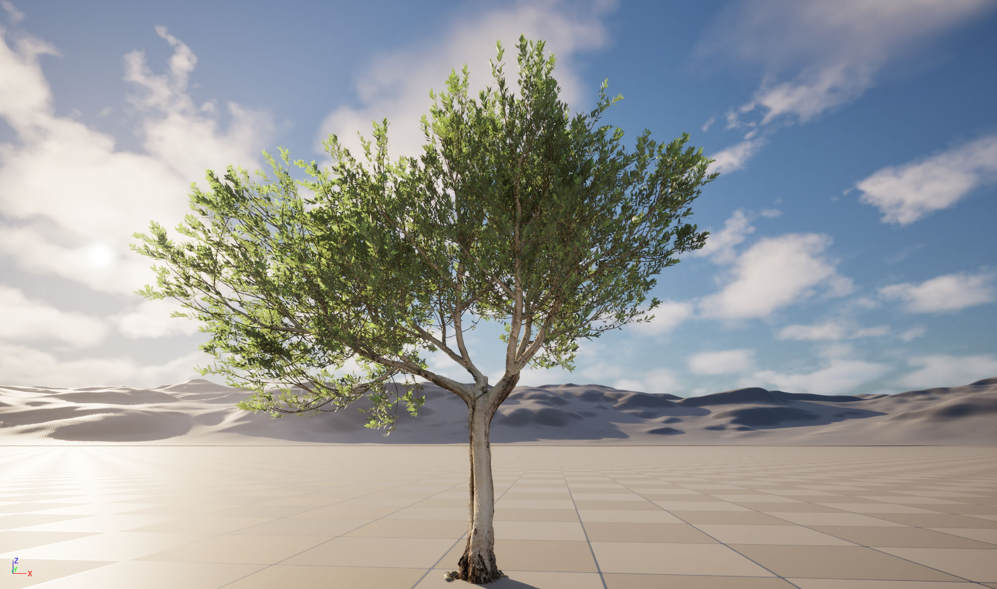 Scanned Olea europaea Common Olive 14 Highpoly Lowpoly 3D Model