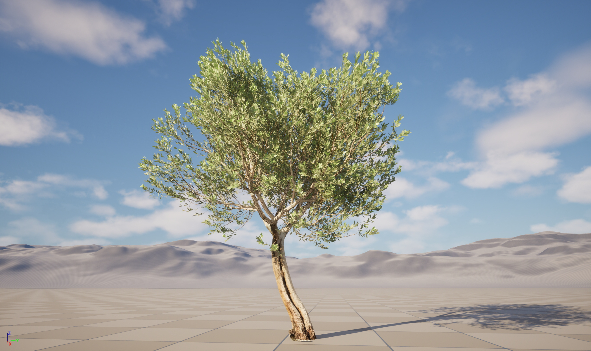 Scanned Olea europaea Common Olive 14 Highpoly Lowpoly 3D Model