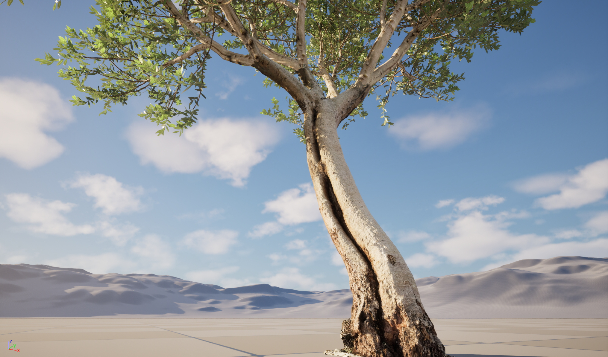 Scanned Olea europaea Common Olive 14 Highpoly Lowpoly 3D Model