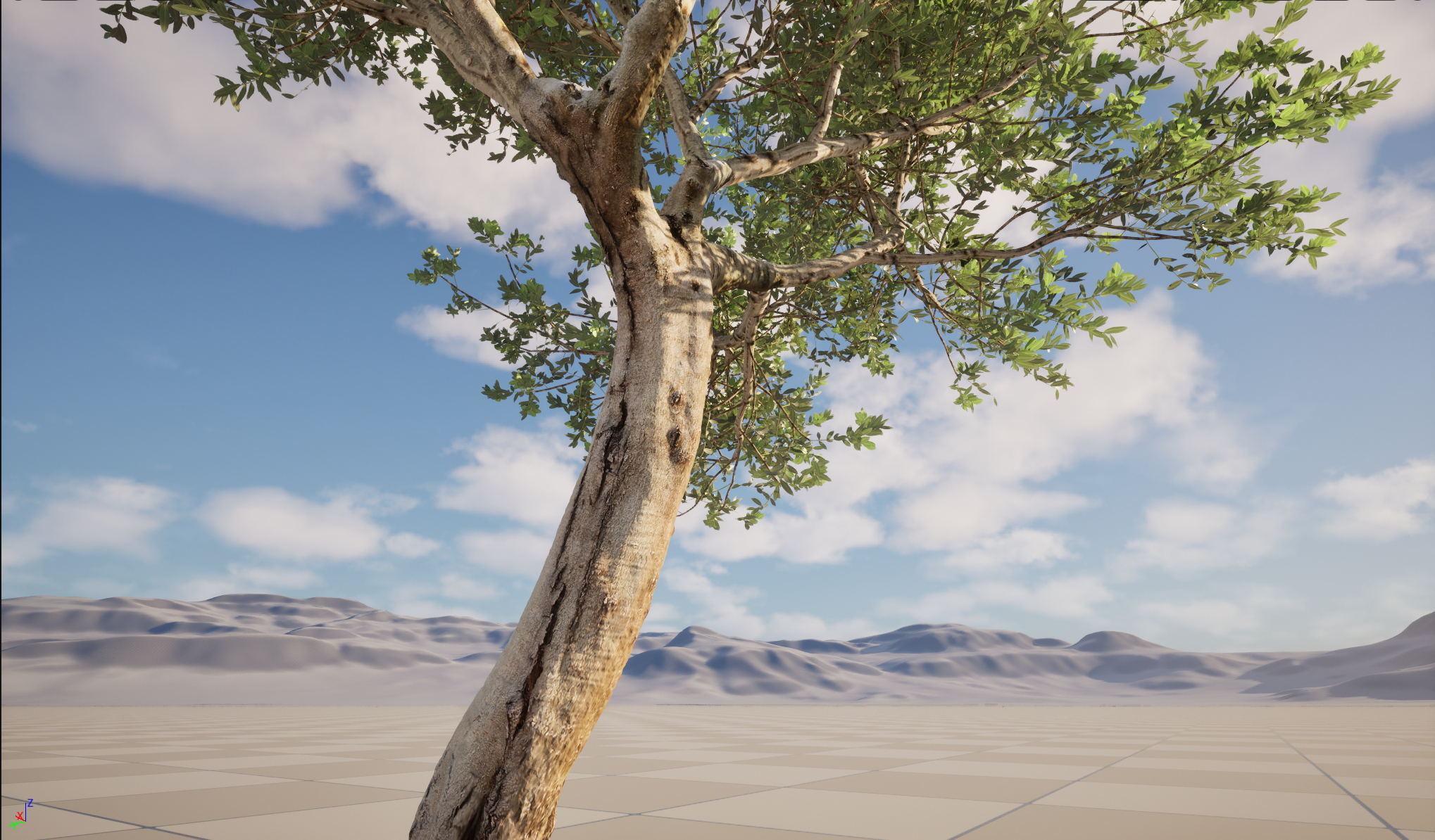 Scanned Olea europaea Common Olive 14 Highpoly Lowpoly 3D Model