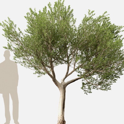 Scanned Olea europaea Common Olive 14 Highpoly Lowpoly
