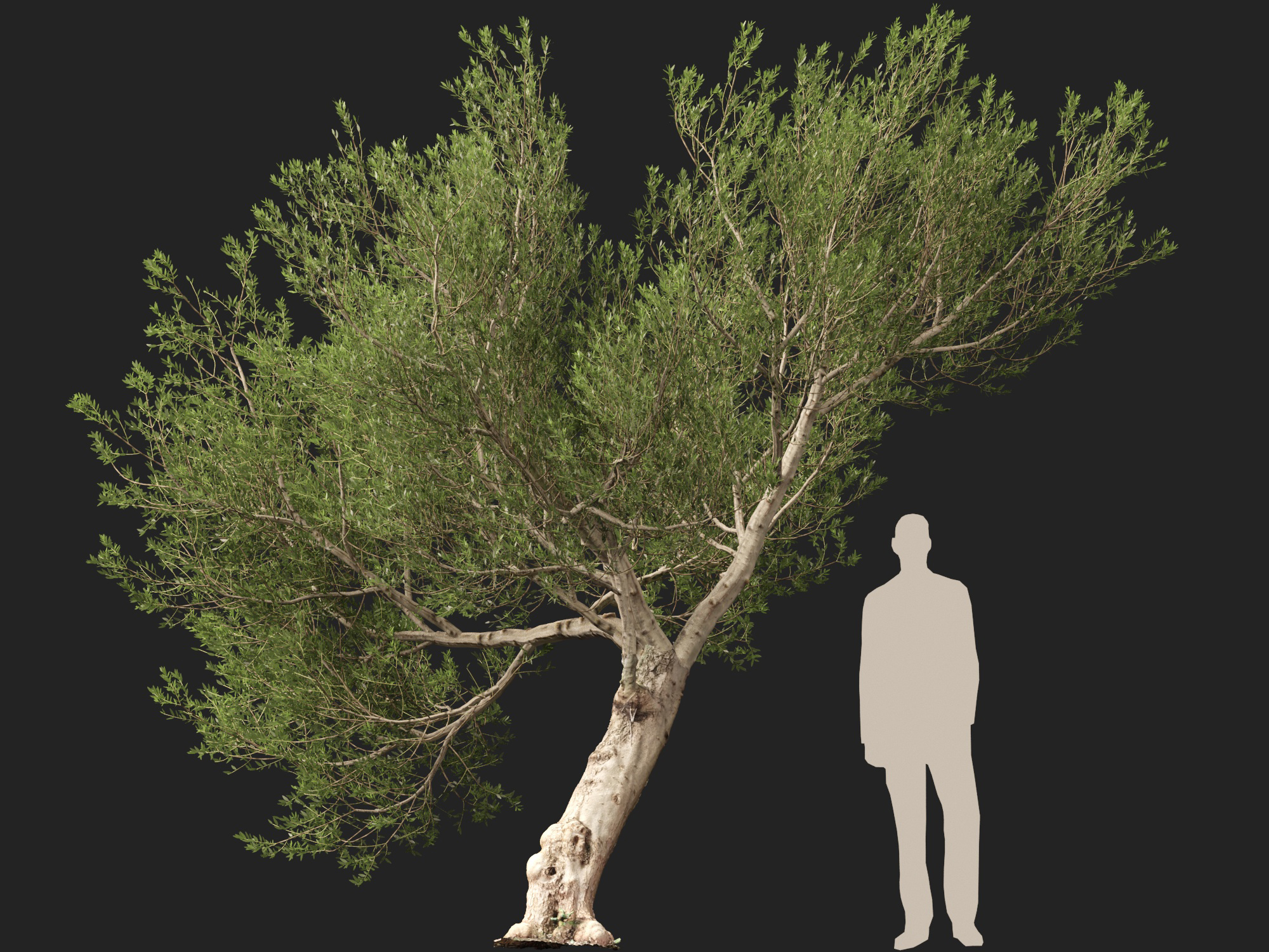 Scanned Olea Europaea Common Olive 15 Highpoly Lowpoly 3D Model