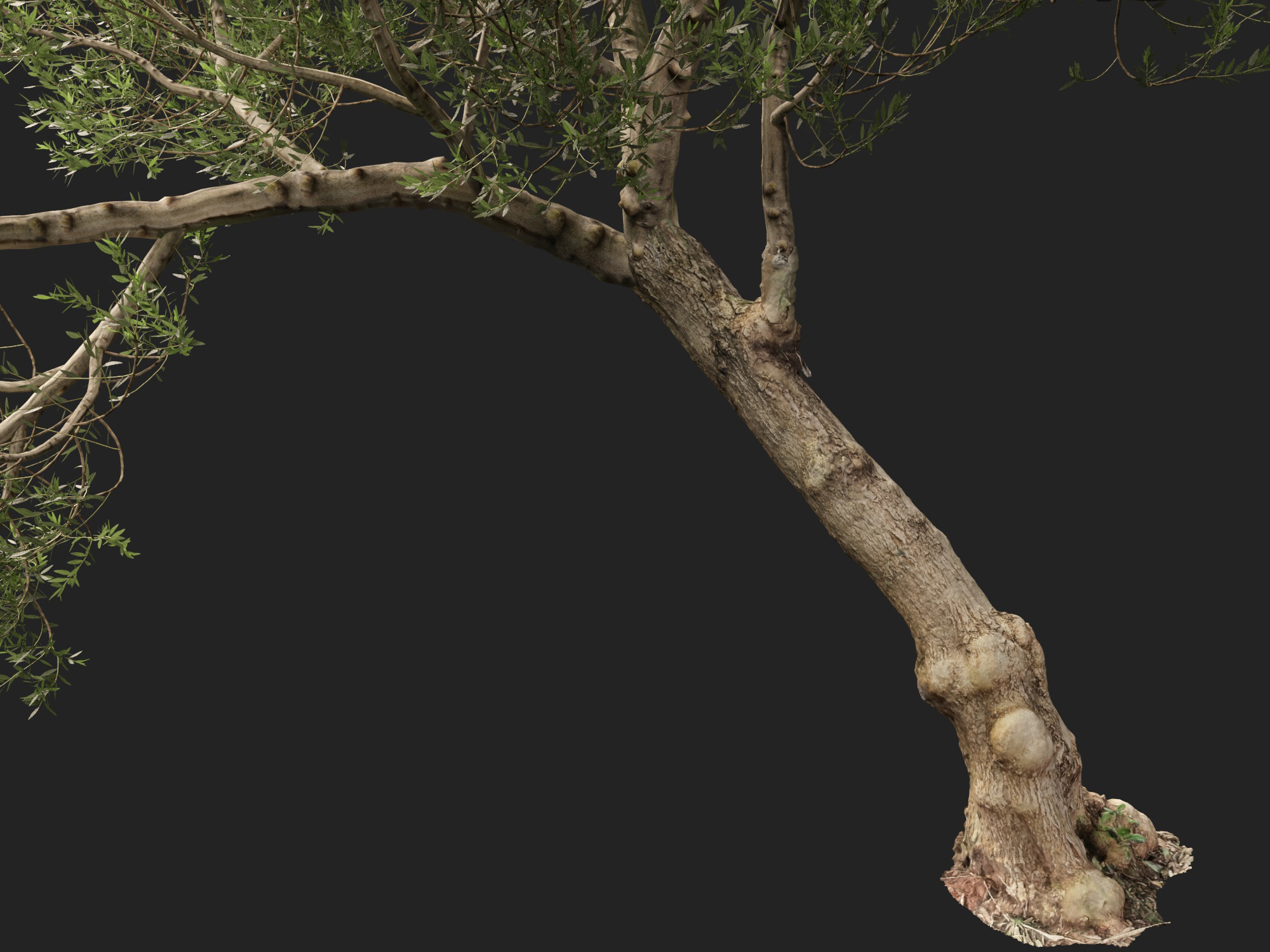 Scanned Olea Europaea Common Olive 15 Highpoly Lowpoly 3D Model