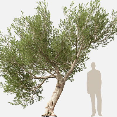Scanned Olea Europaea Common Olive 15 Highpoly Lowpoly