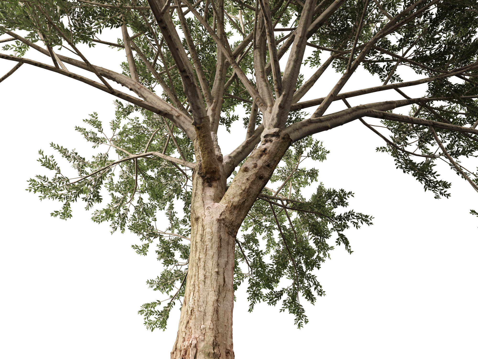 Scanned Olea Europaea Common Olive 16 Highpoly Lowpoly 3D Model