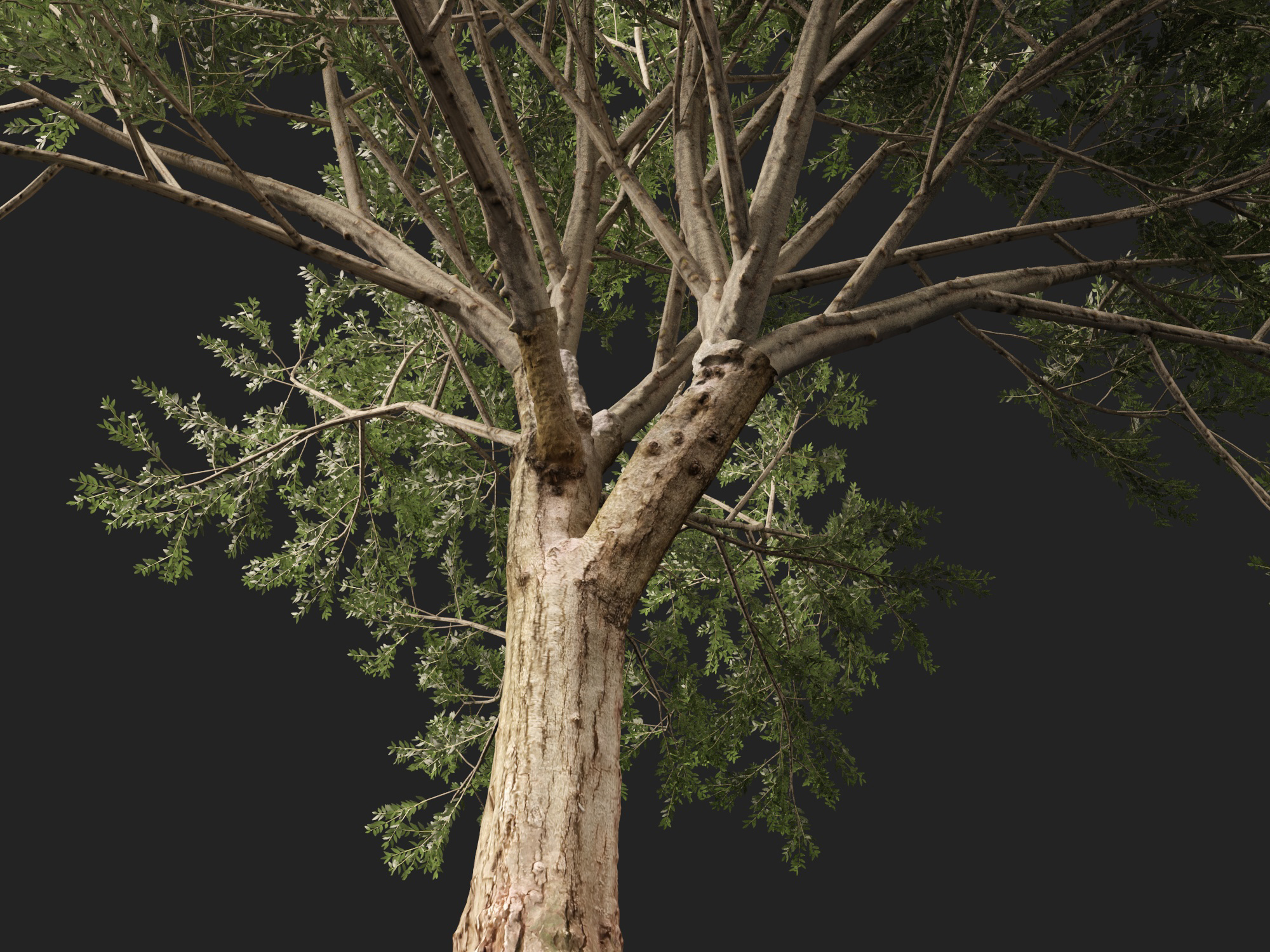 Scanned Olea Europaea Common Olive 16 Highpoly Lowpoly 3D Model