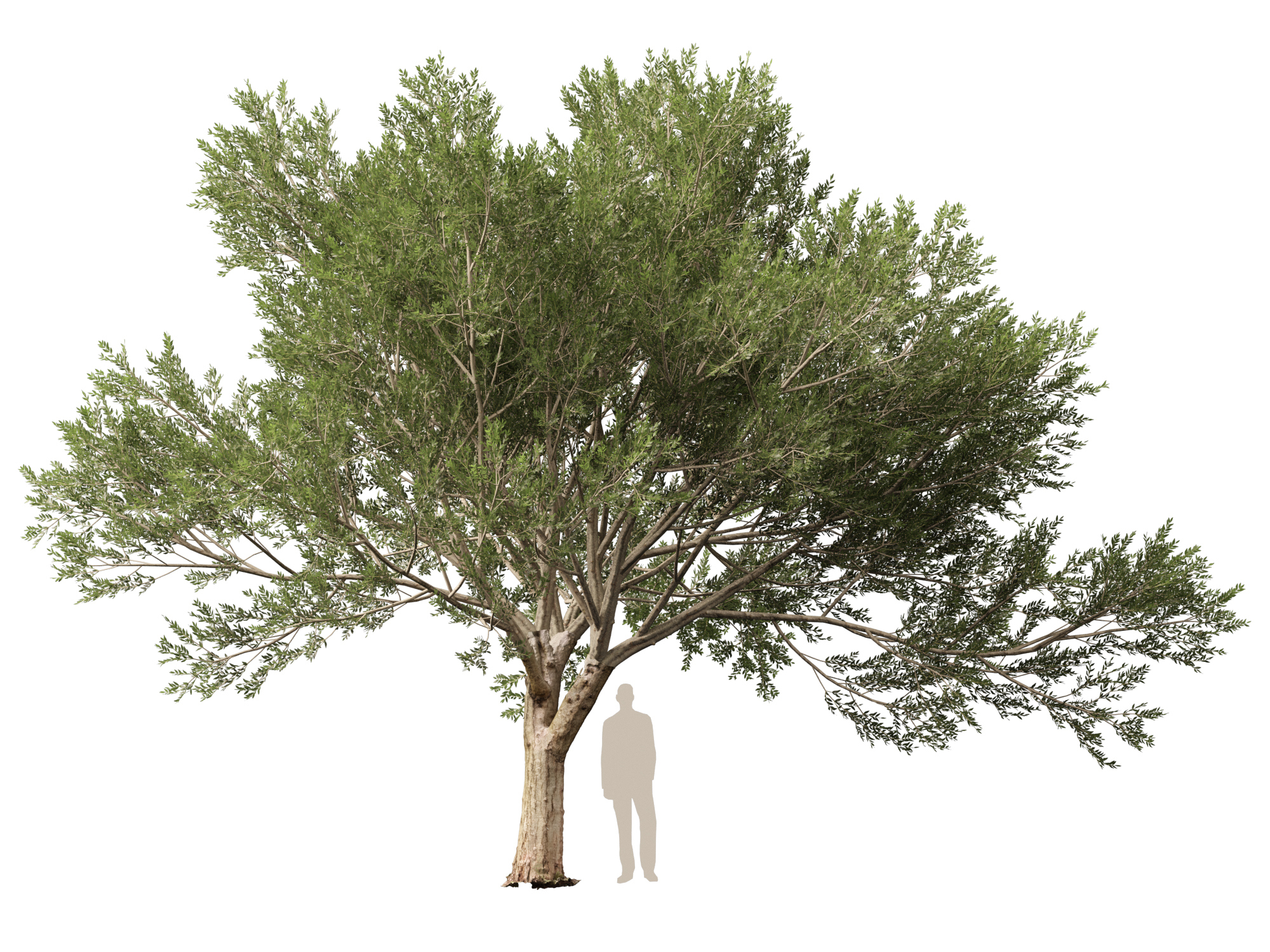 Scanned Olea Europaea Common Olive 16 Highpoly Lowpoly 3D Model