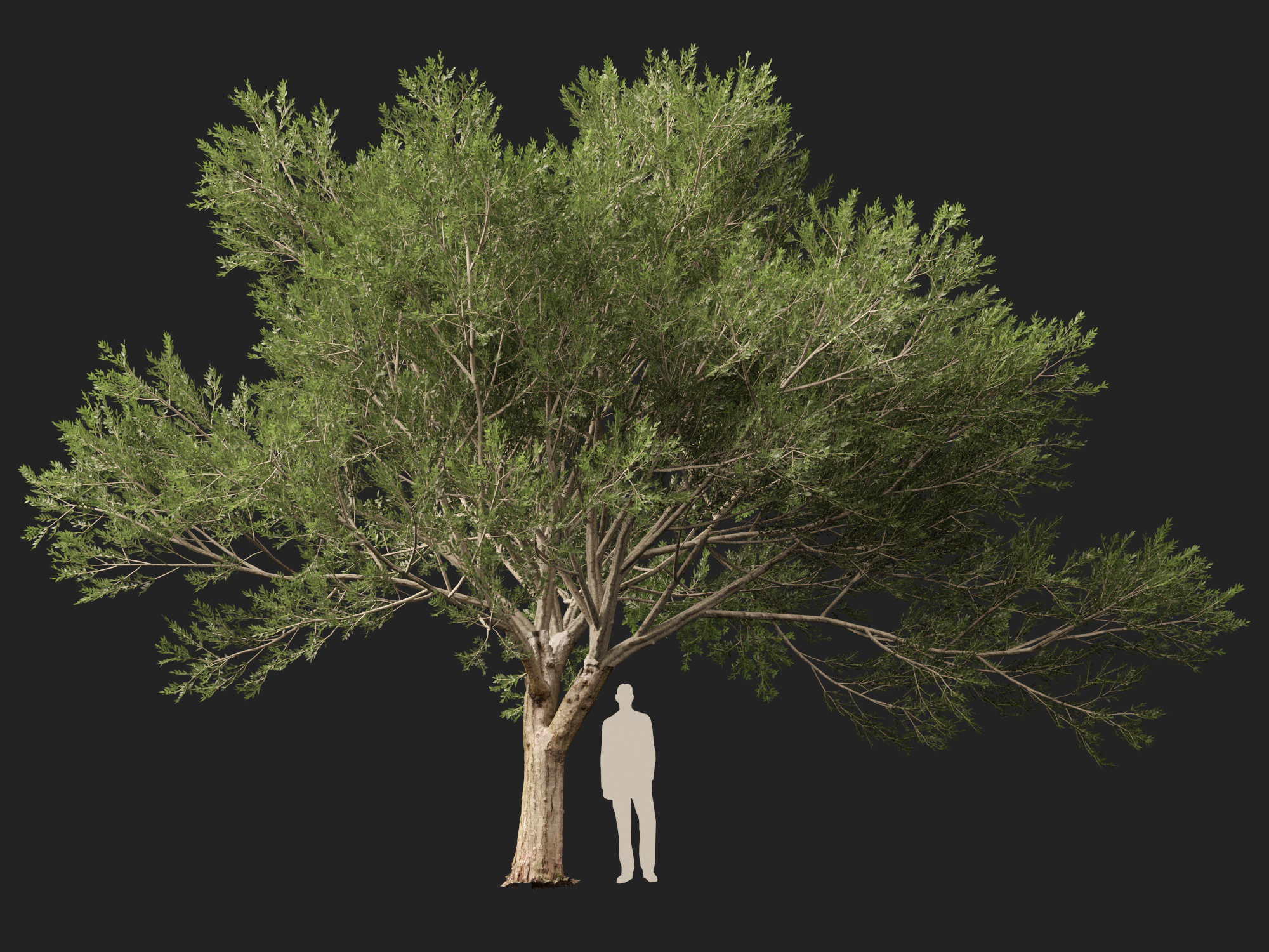 Scanned Olea Europaea Common Olive 16 Highpoly Lowpoly 3D Model