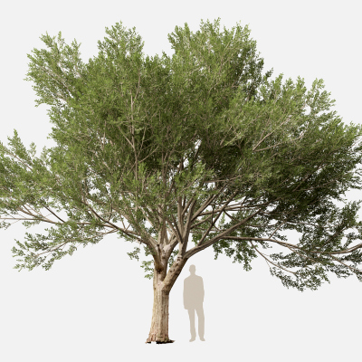 Scanned Olea Europaea Common Olive 16 Highpoly Lowpoly
