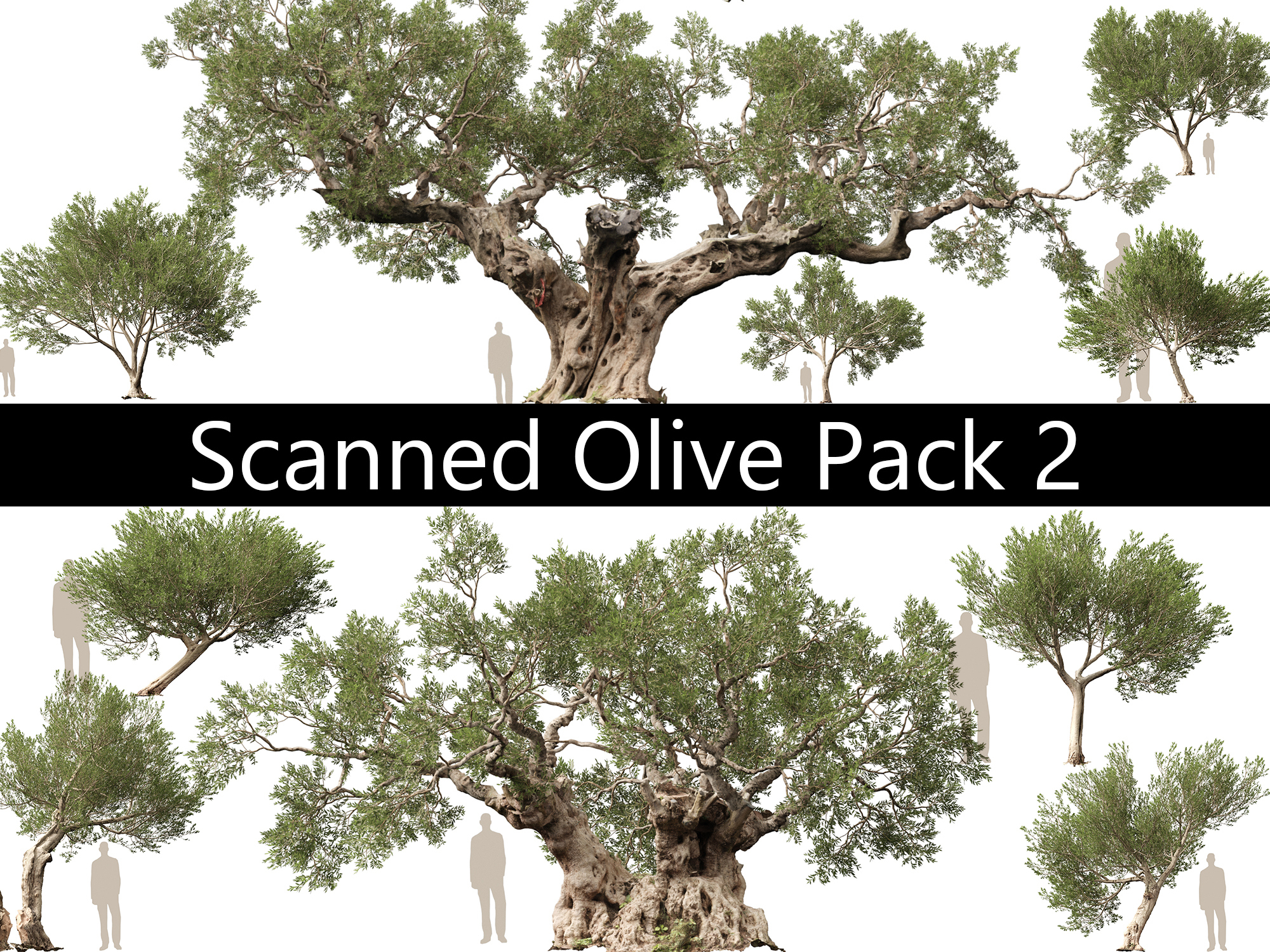 Scanned Olea Europaea-Common Olive Pack 09-19-HighLowPoly 3D Model