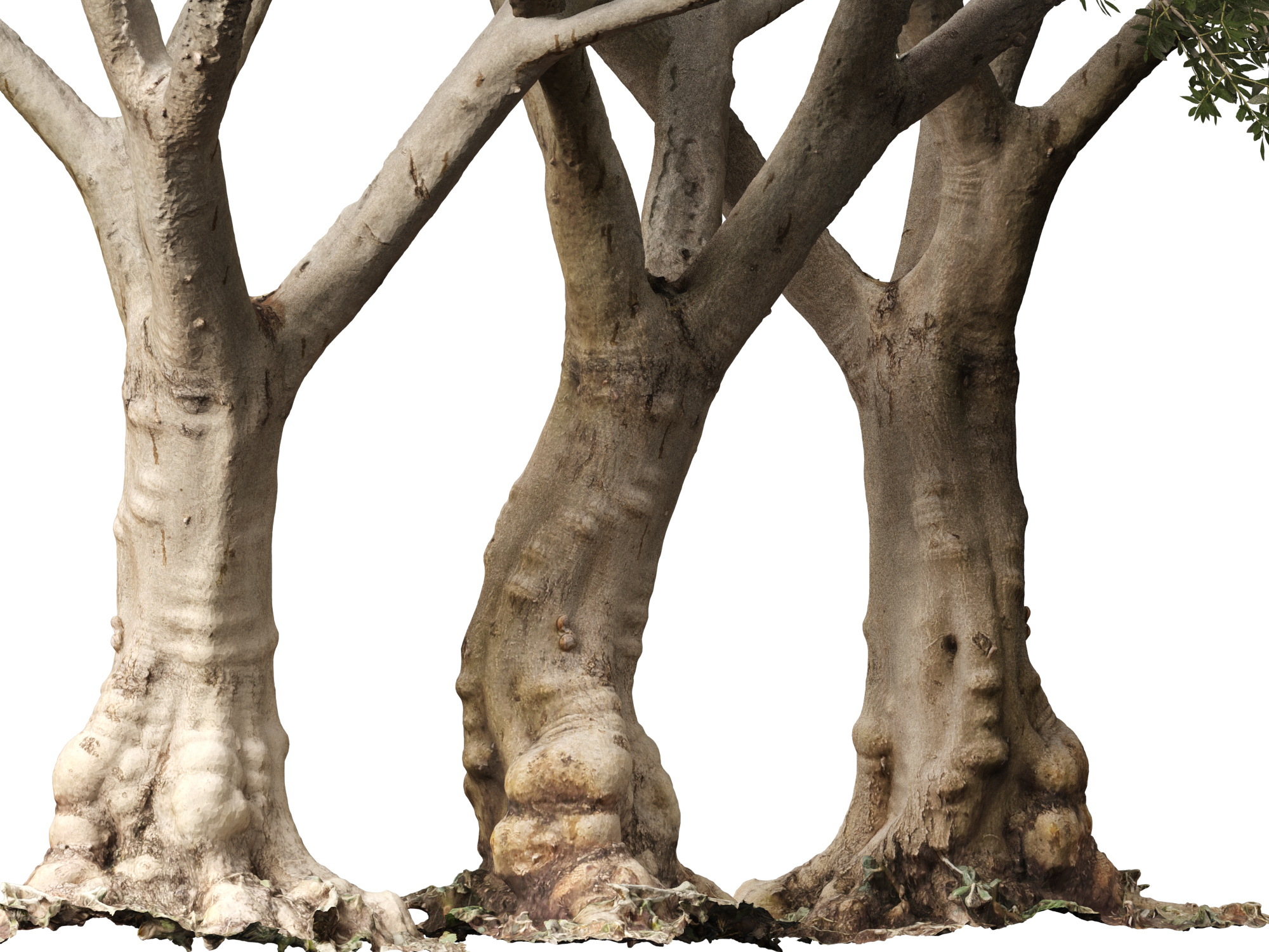 Scanned Olea Europaea-Common Olive Pack 09-19-HighLowPoly 3D Model