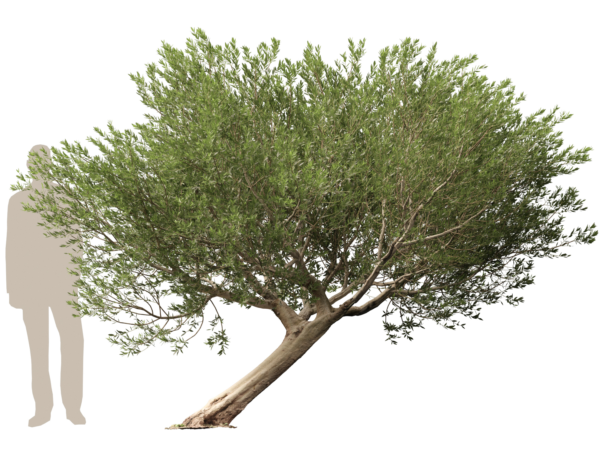 Scanned Olea Europaea-Common Olive Pack 09-19-HighLowPoly 3D Model