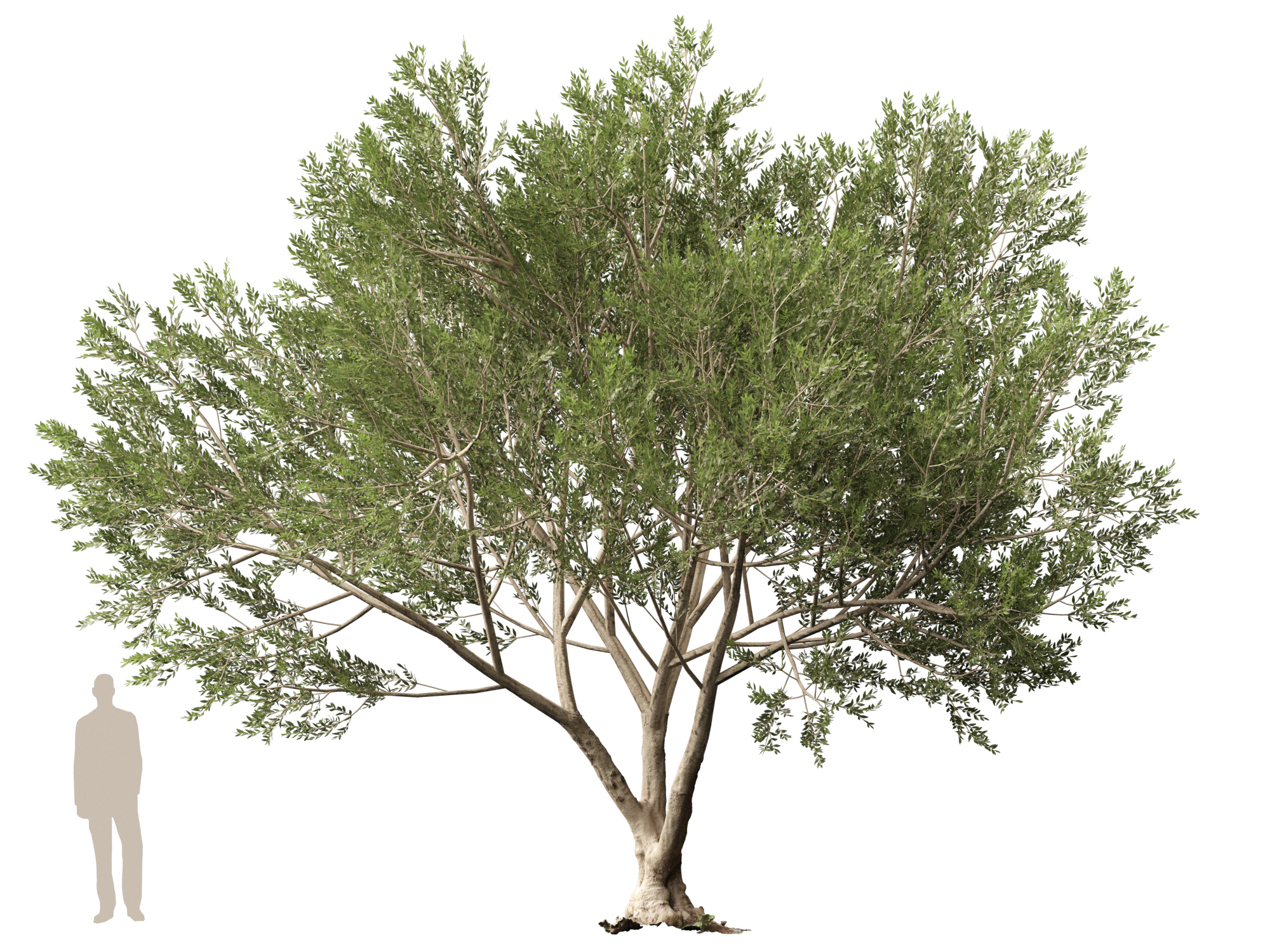 Scanned Olea Europaea-Common Olive Pack 09-19-HighLowPoly 3D Model
