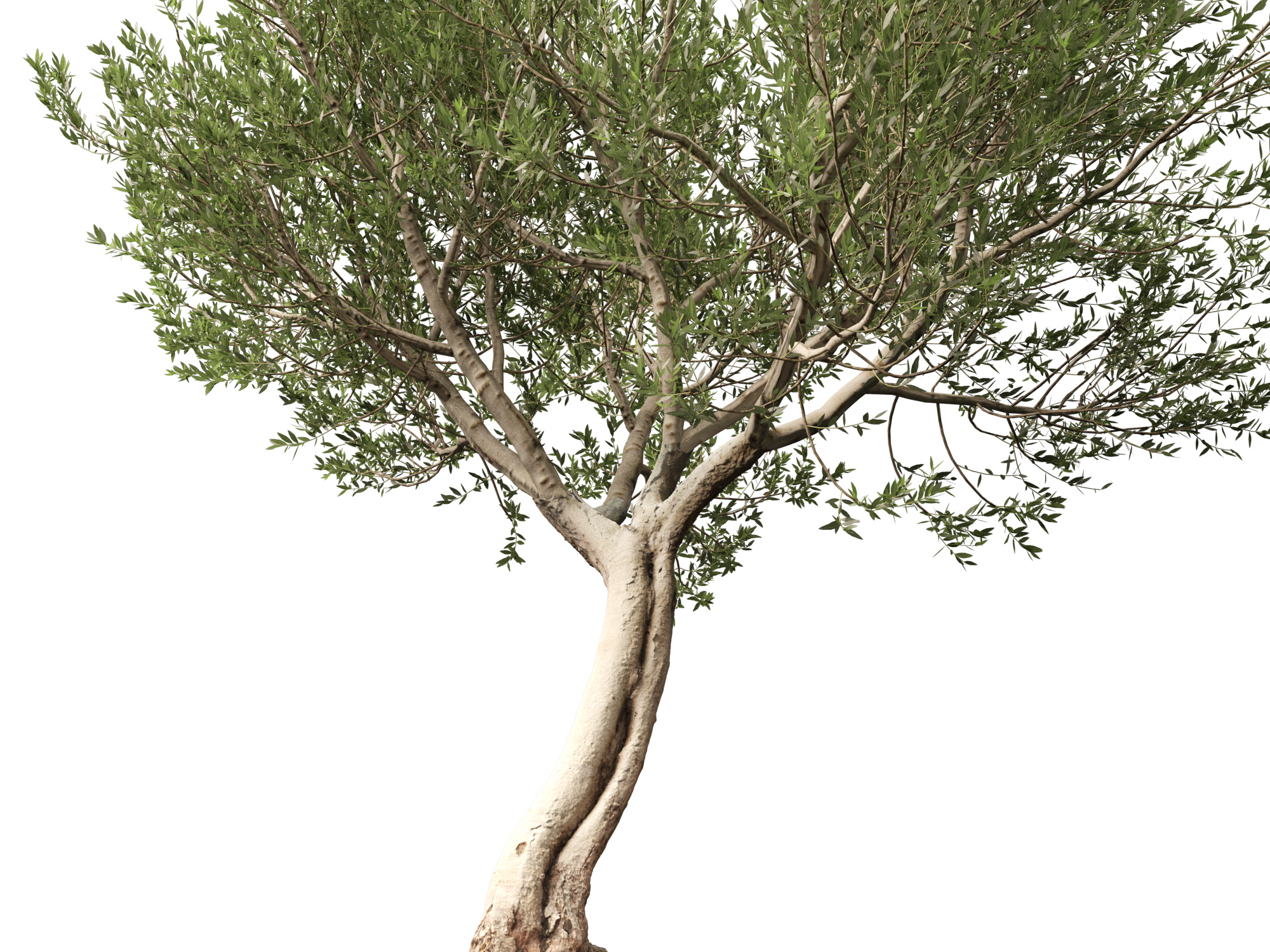 Scanned Olea Europaea-Common Olive Pack 09-19-HighLowPoly 3D Model