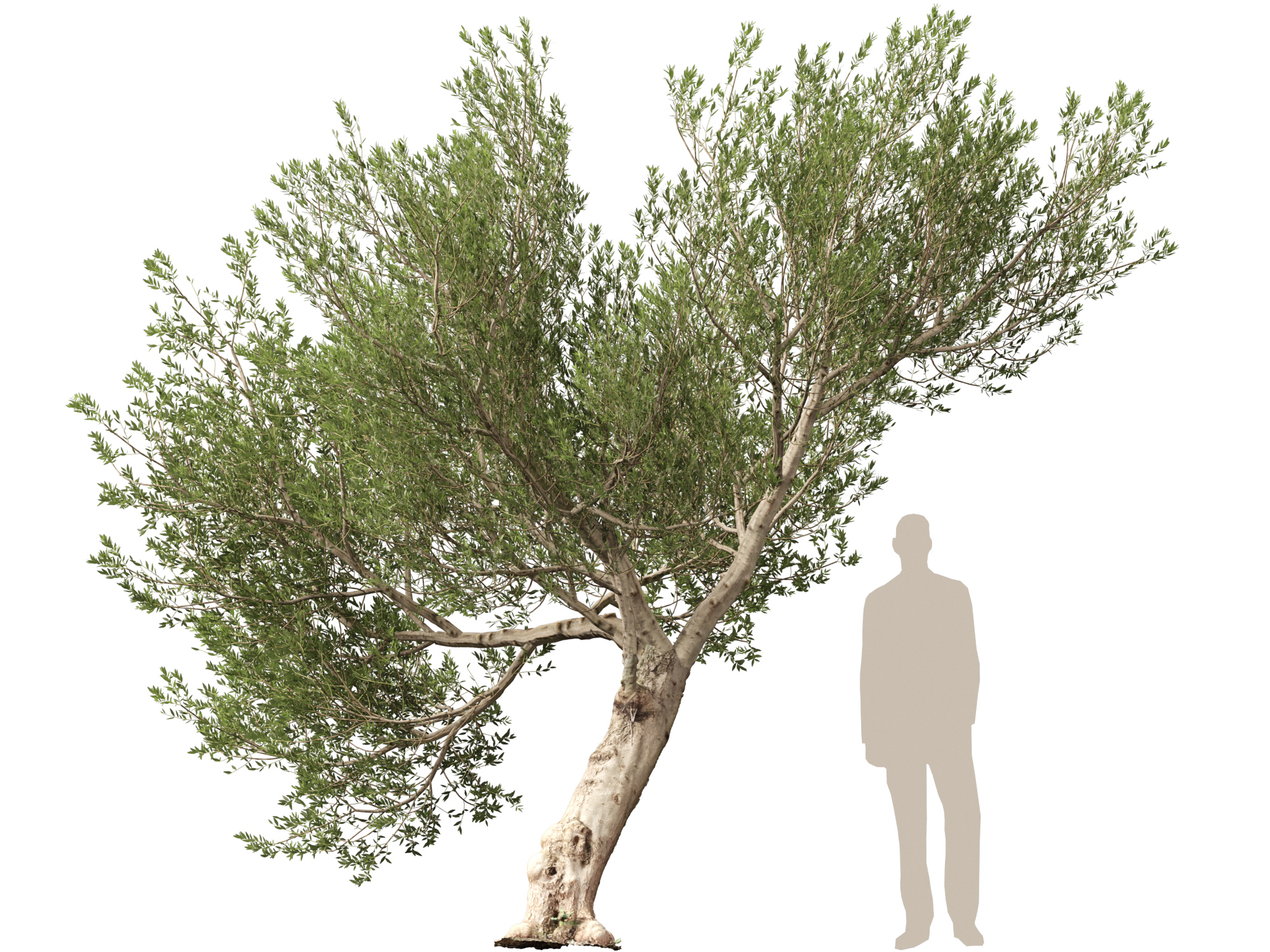 Scanned Olea Europaea-Common Olive Pack 09-19-HighLowPoly 3D Model