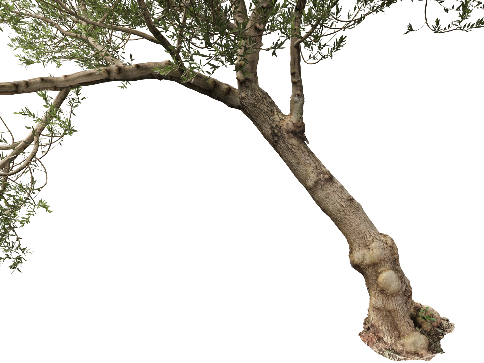 Scanned Olea Europaea-Common Olive Pack 09-19-HighLowPoly 3D Model