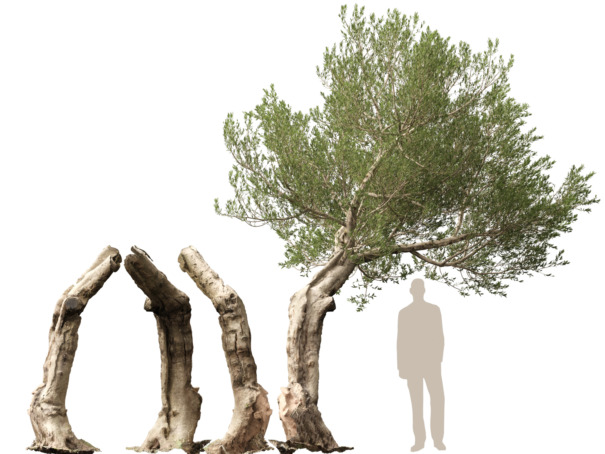 Scanned Olea Europaea-Common Olive Pack 09-19-HighLowPoly 3D Model
