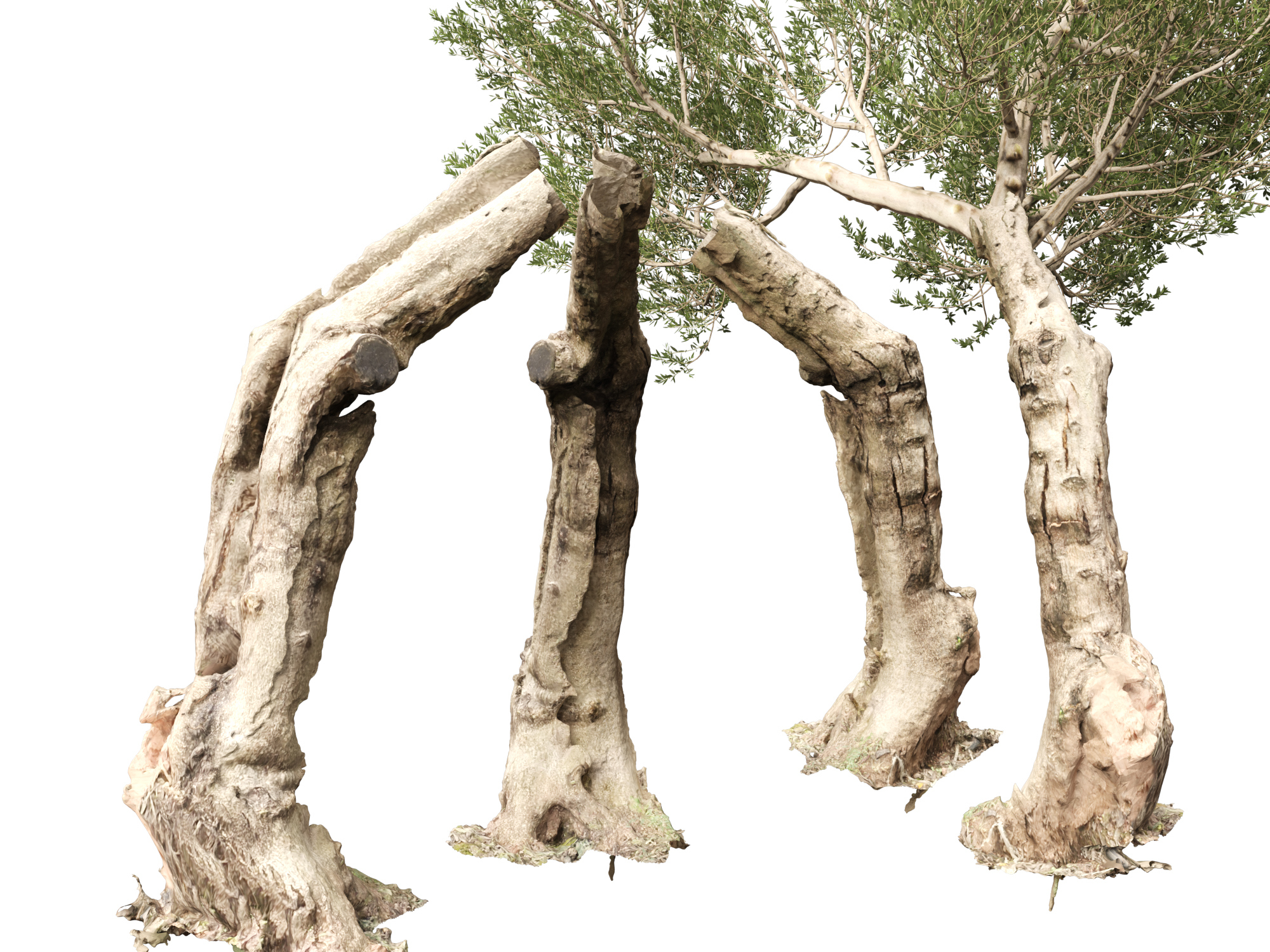 Scanned Olea Europaea-Common Olive Pack 09-19-HighLowPoly 3D Model