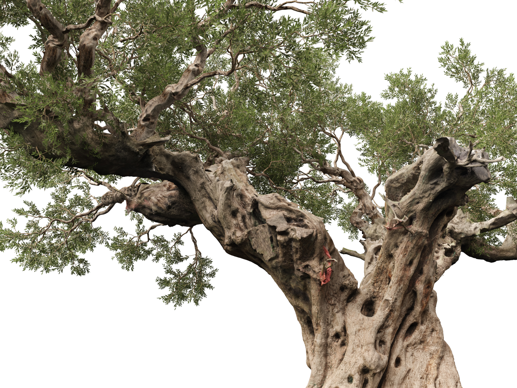 Scanned Olea Europaea-Common Olive Pack 09-19-HighLowPoly 3D Model