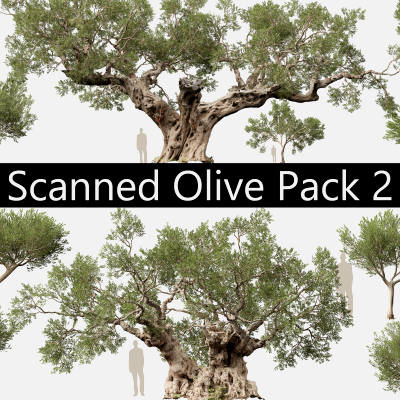 Scanned Olea Europaea-Common Olive Pack (09-19)-HighLowPoly