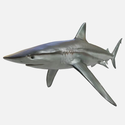 Big Blue Shark