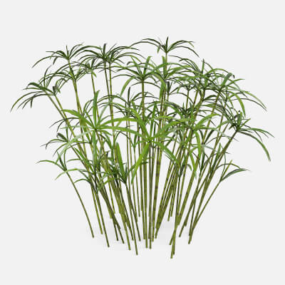 Ornamental Plant