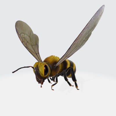 Animation Flying Bee 3D Model