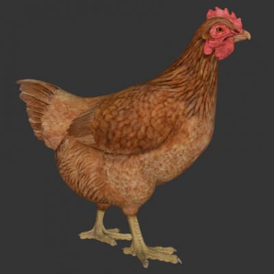 Chicken Hen Sculpture 3D Printable Model