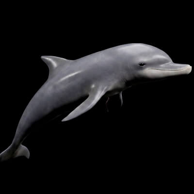Dolphin Jumping Figure 3D Printable Model