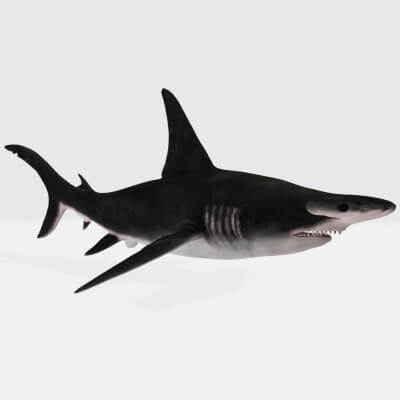 Hammerhead Shark Figure 3D Printable Model