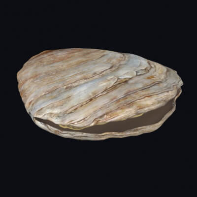 Oyster 3D Print Model