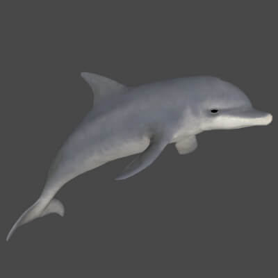 Realistic Dolphin Sculpture 3D Print Model