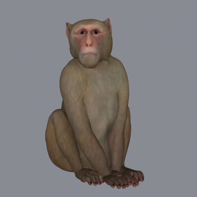 Realistic Monkey Sculpture 3D Print Model