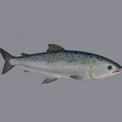 Salmon Fish Sculpture 3d Print Model