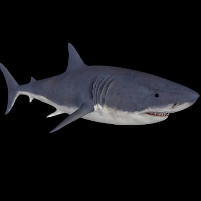 White Shark Figure 3D Printable Model