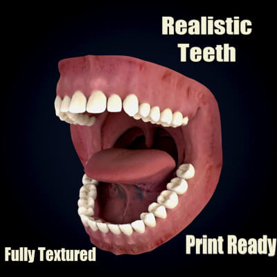 Realistic Human Teeth Anatomy 3D Printable Model
