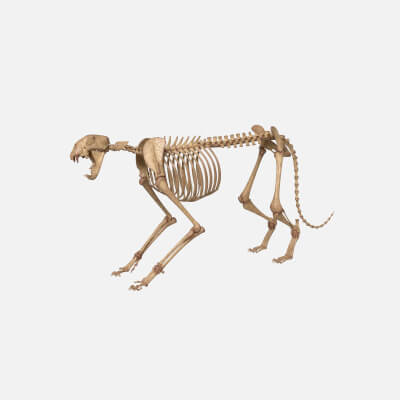 Realistic Tiger Skeleton Rigged 3D Model for Animation