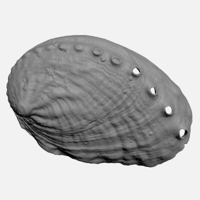 Abalone Shell - For 3D Print