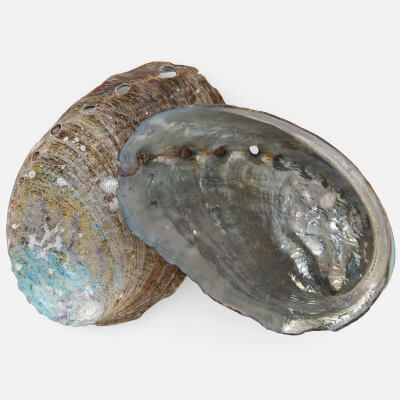 Abalone Shell Pose2