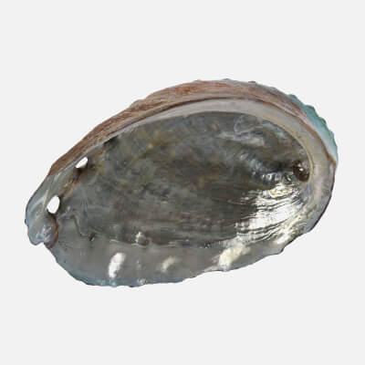 Abalone Shell