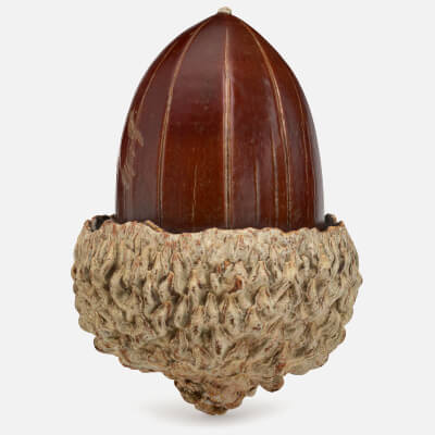 Acorn 01 Scan
