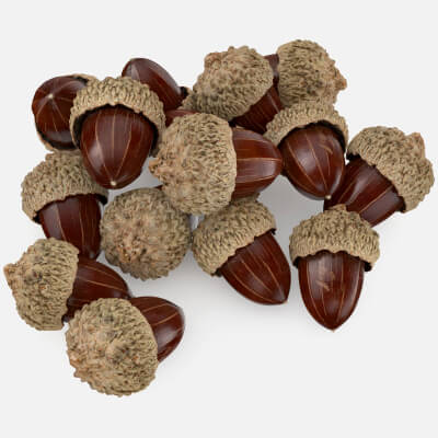 Acorn Pile Scan