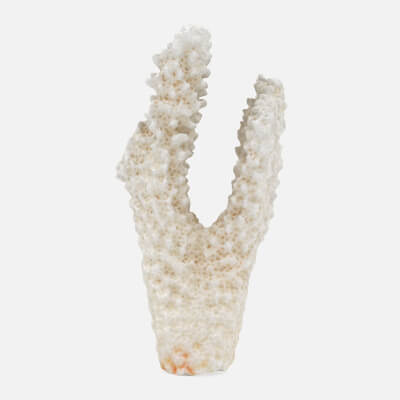 Acropora Florida 01